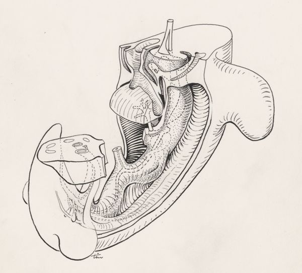 J Tinkelenberg, Tissue of the human embryo