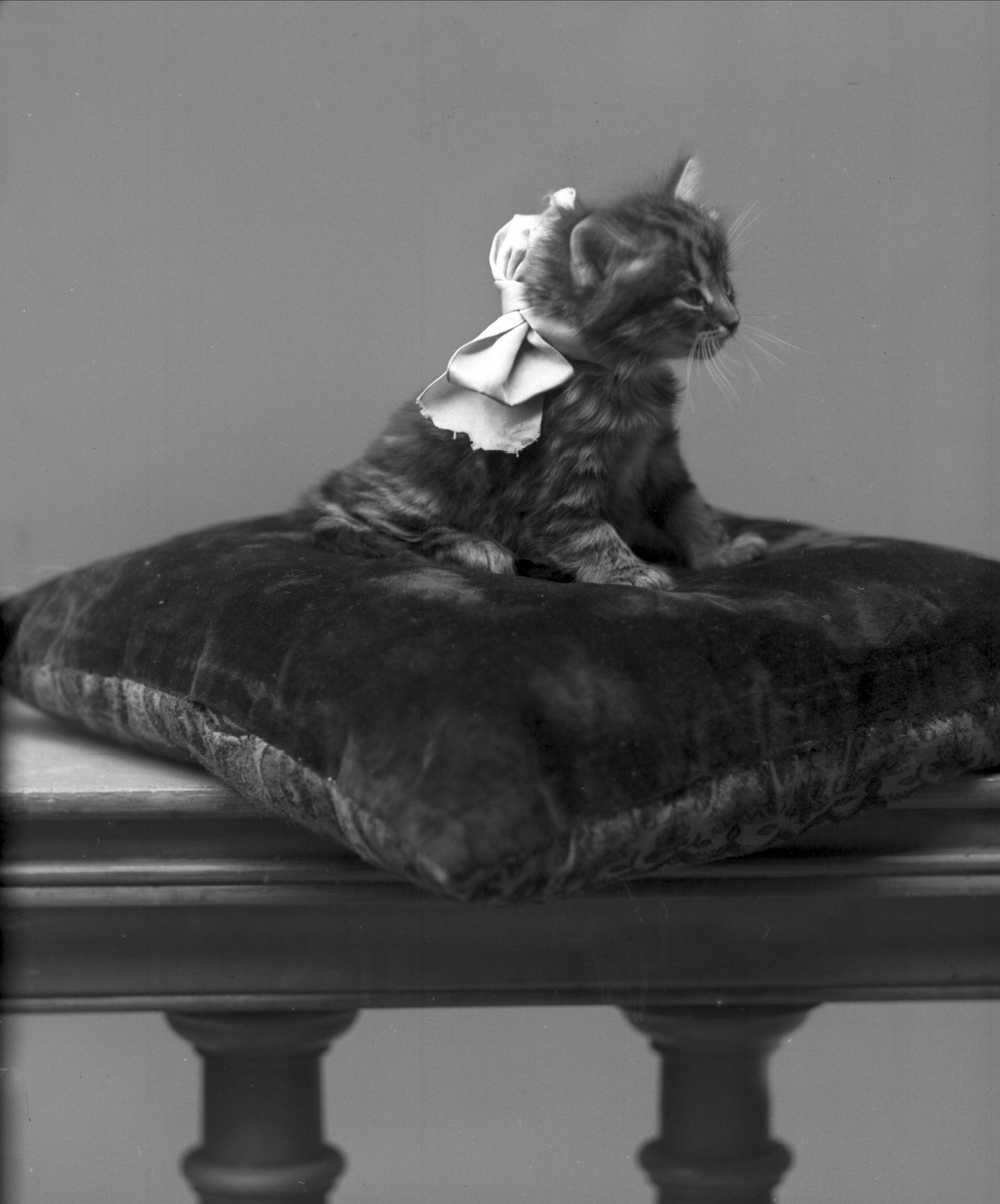 Gustav Borgen, Portrett, Spørrende katt på pute. Wilhelmsens katt.