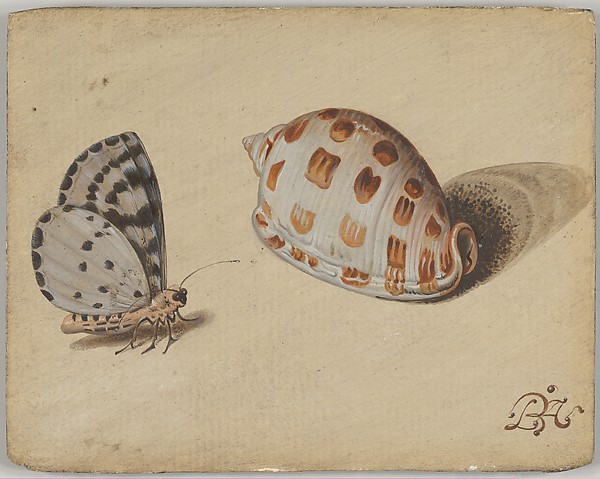Balthasar van der Ast, An Arrowhead Blue Butterfly and a Scotch Bonnet Sea Shell