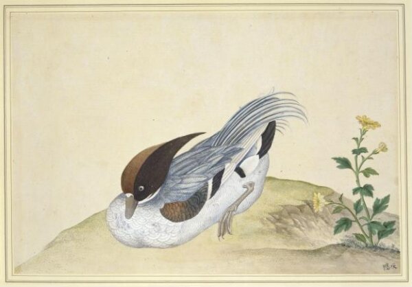 Unknown, Tufted Duck