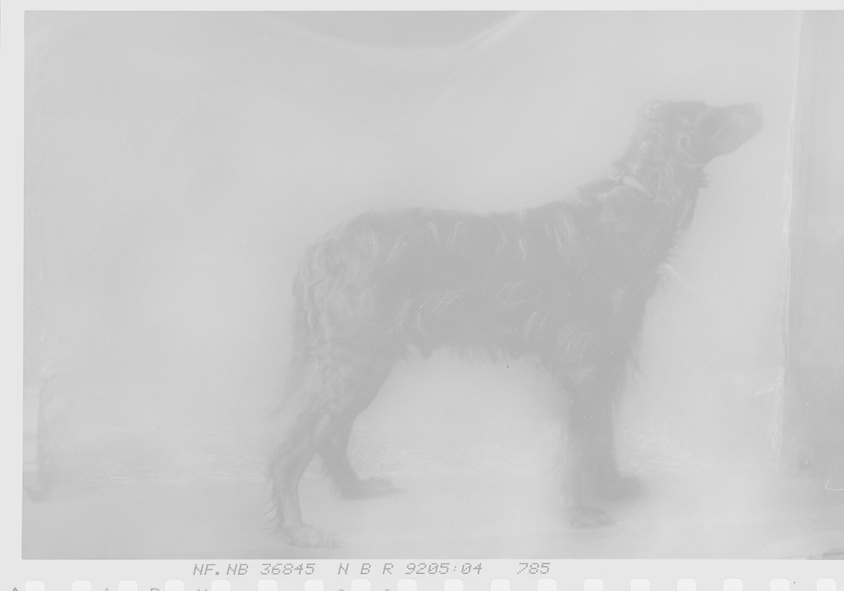 Anders Beer Wilse, Prot: Helgebye gross hund