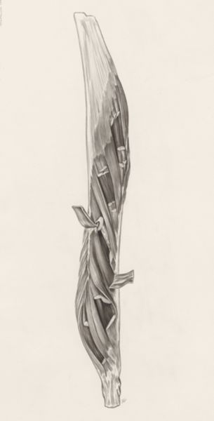 J Tinkelenberg, Muscular tissue