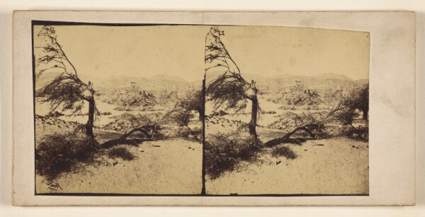 Francis Frith, [Fallen trees in desert, possibly in Egypt]