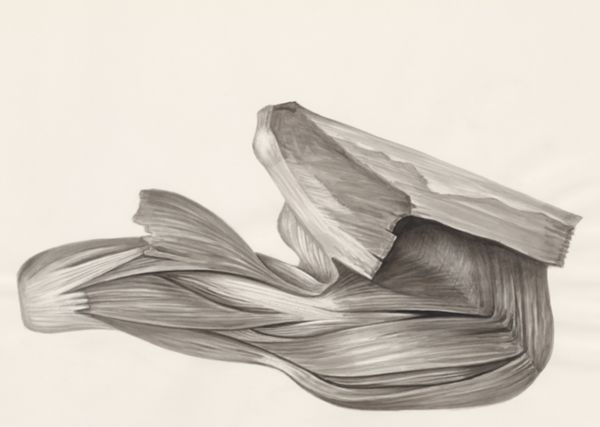 H.G Wetselaar, Muscular tissue of a lizards leg
