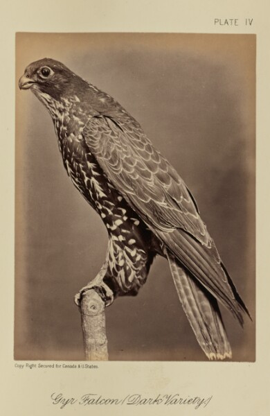 William Notman, Gyr Falcon (Dark Variety)