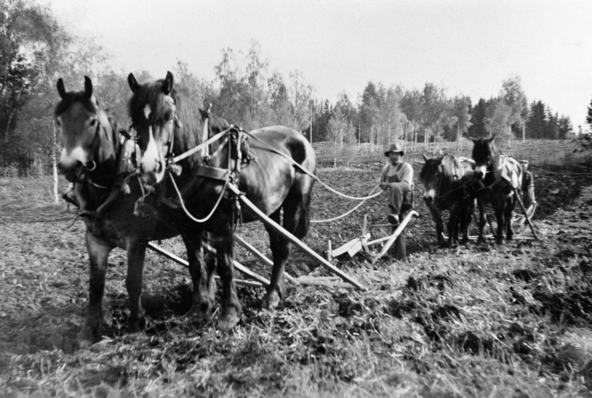 Anno Domkirkeodden, Våronn på Tørud, Ringsaker. To tospann hester med plog. Kjørekar på den første er Oskar Hagenberg. Oskar Hageberg var "førstemann" på Tørud. En meget dyktig kar.