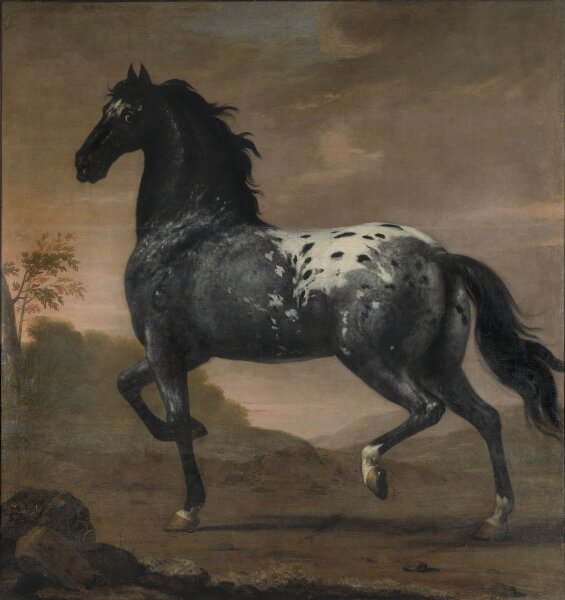 David Klöcker Ehrenstrahl, Karl XI:s livhäst Blå Tigern