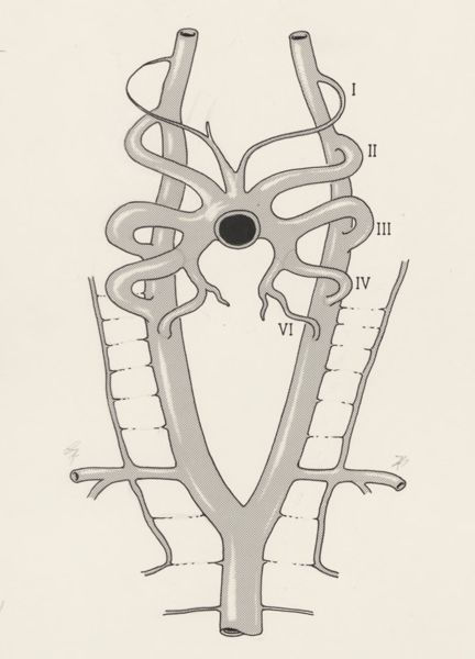 J Tinkelenberg, Vascular structure of the thorax