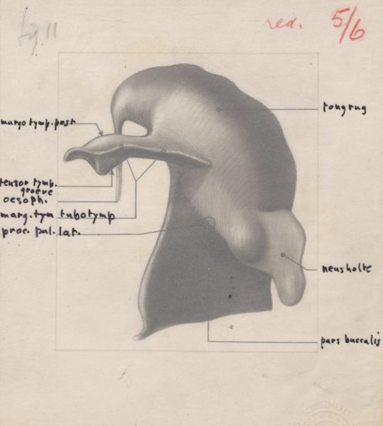 J Tinkelenberg, Part of the respiratory or digestive system