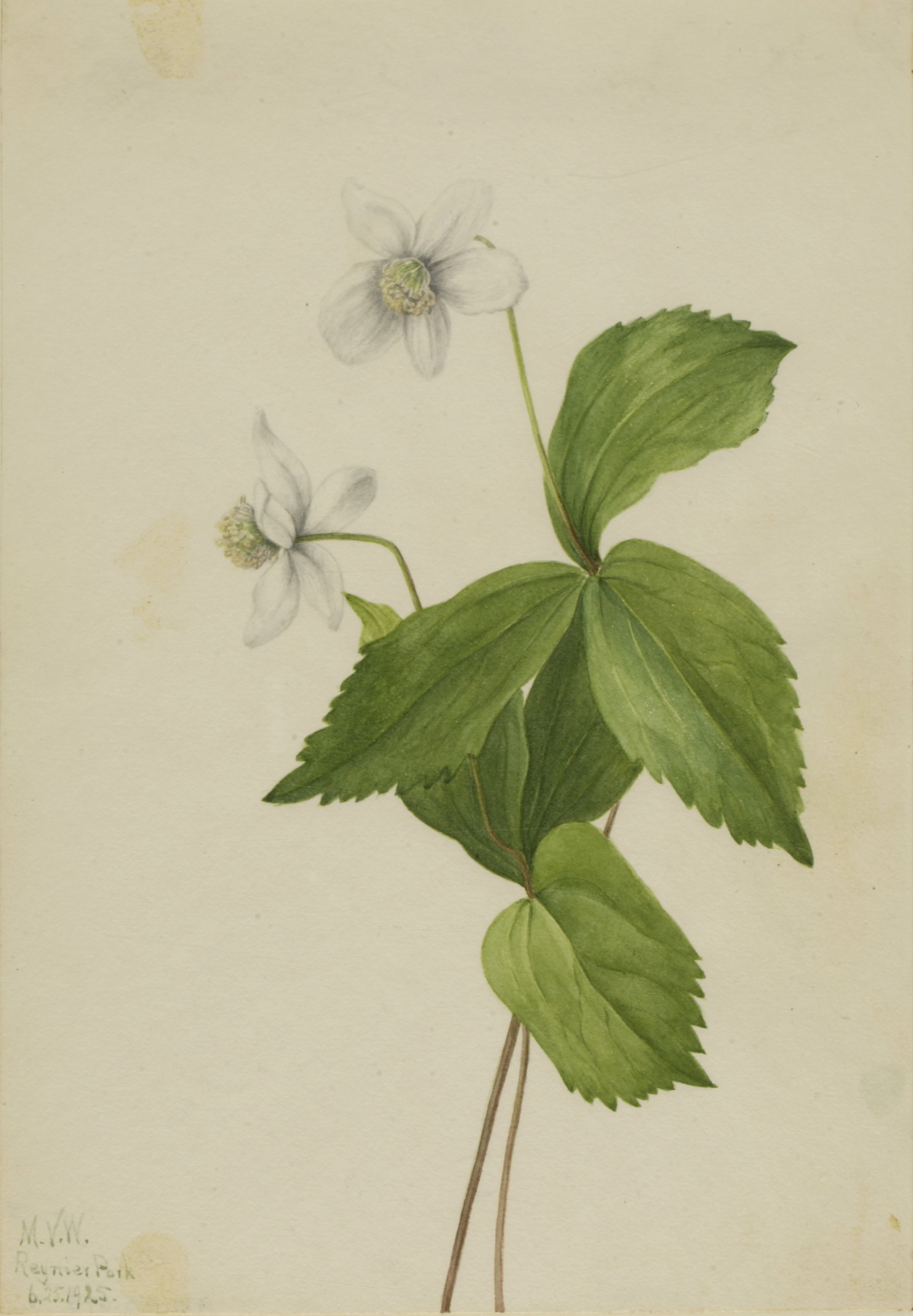 Mary Vaux Walcott, Forest Anemone (Anemone deltoidea)