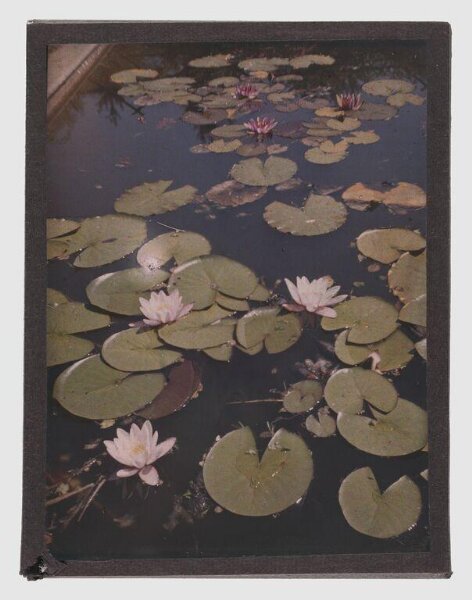 Unknown, Waterlilies