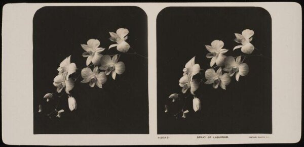 Unknown, White Lilies