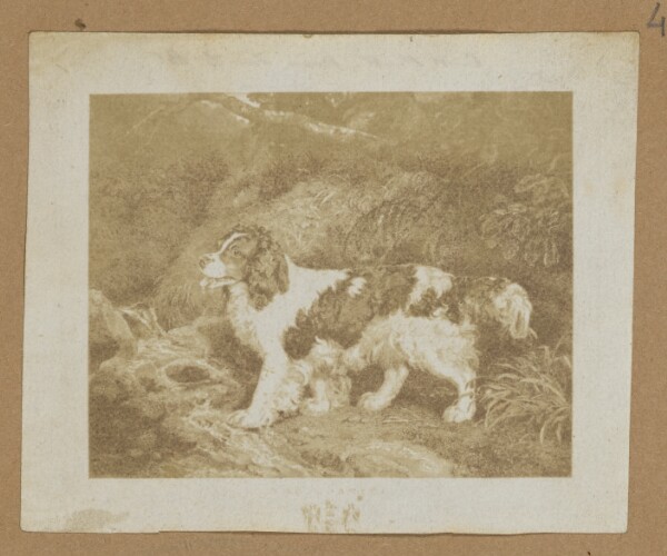 Unknown, [Dog]