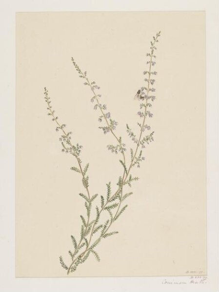 Unknown, Drawing