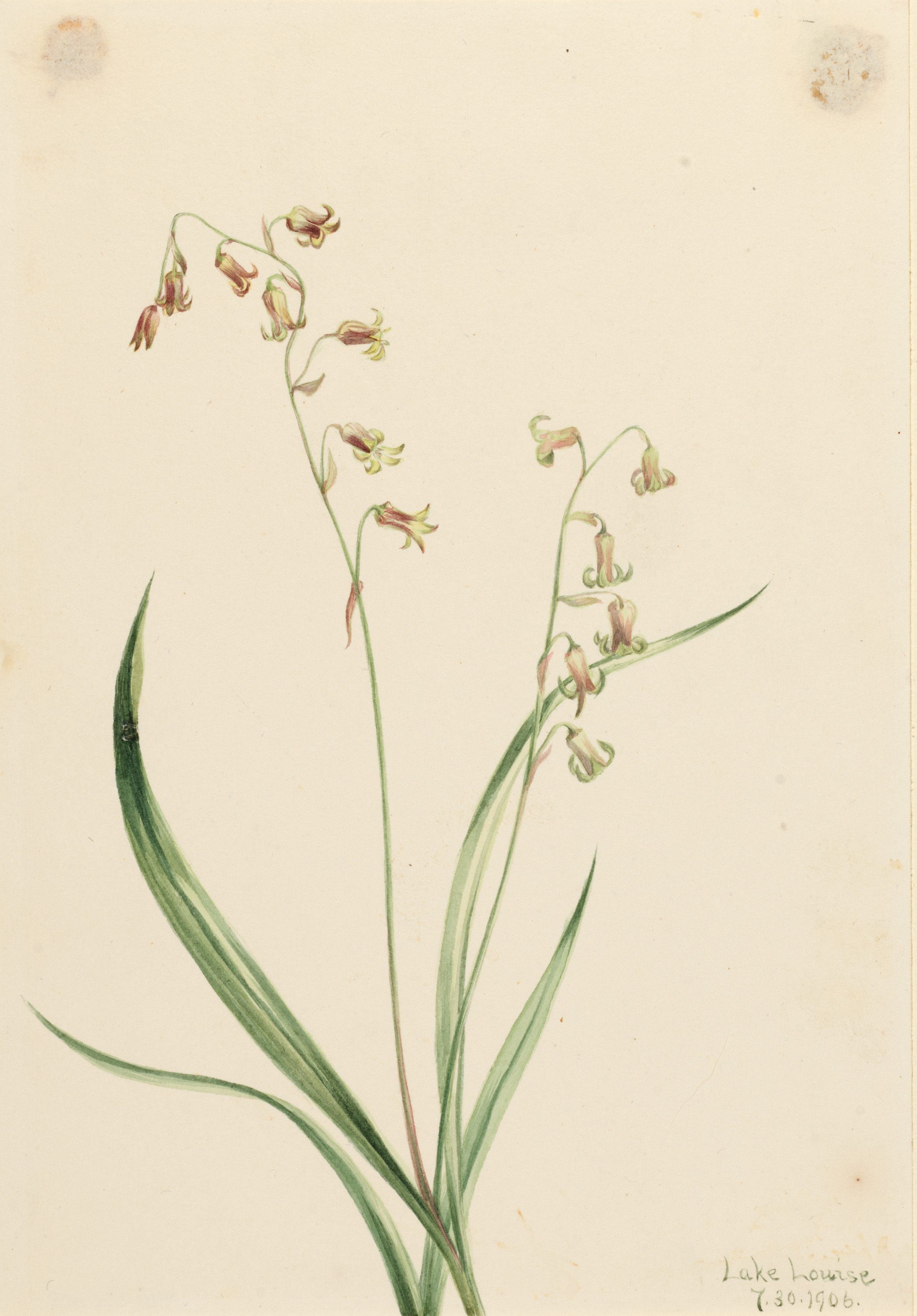 Mary Vaux Walcott, Bronzebells (Stenanthium occidentale)
