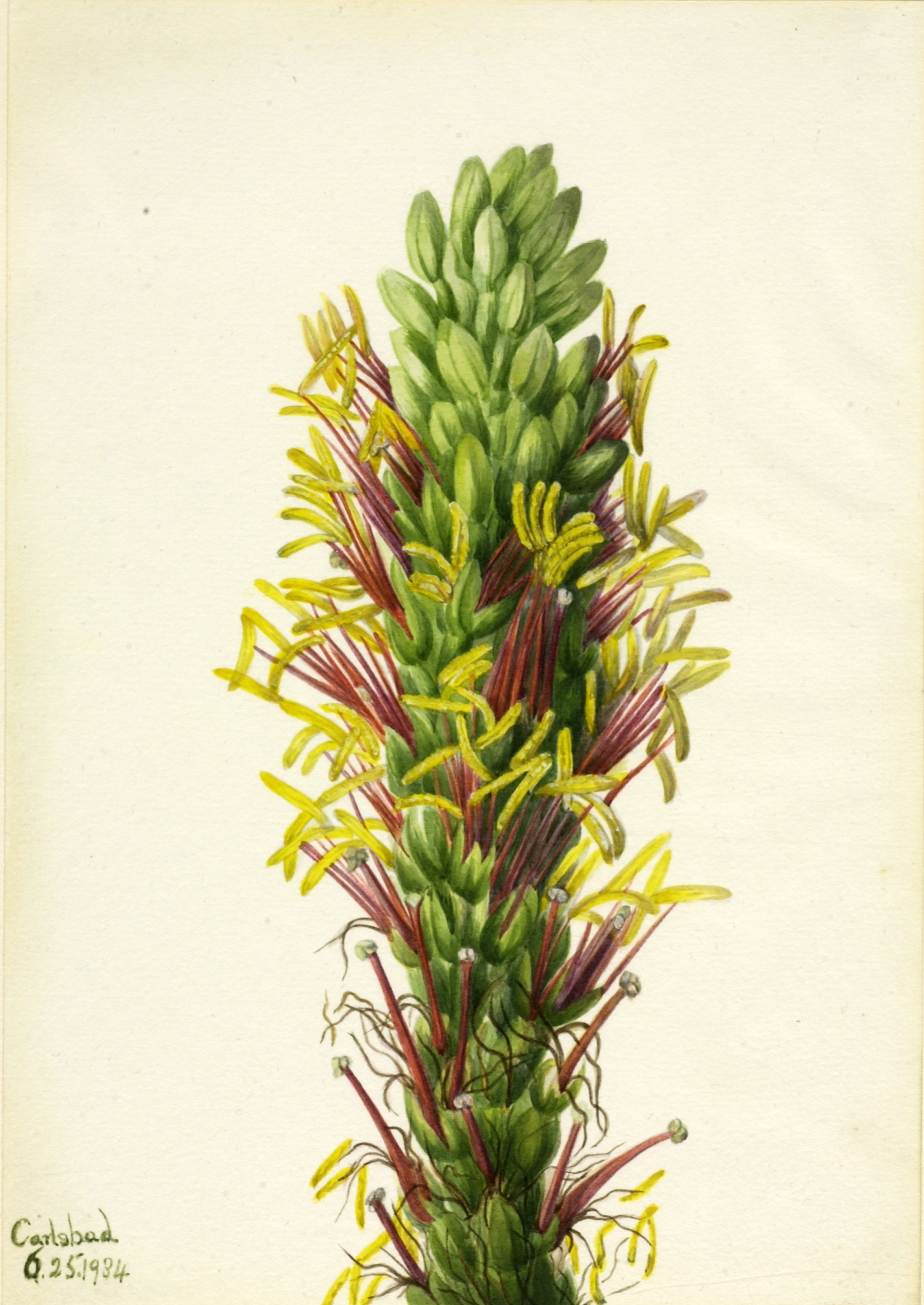 Mary Vaux Walcott, Lechuguilla (Agava lechuguilla)
