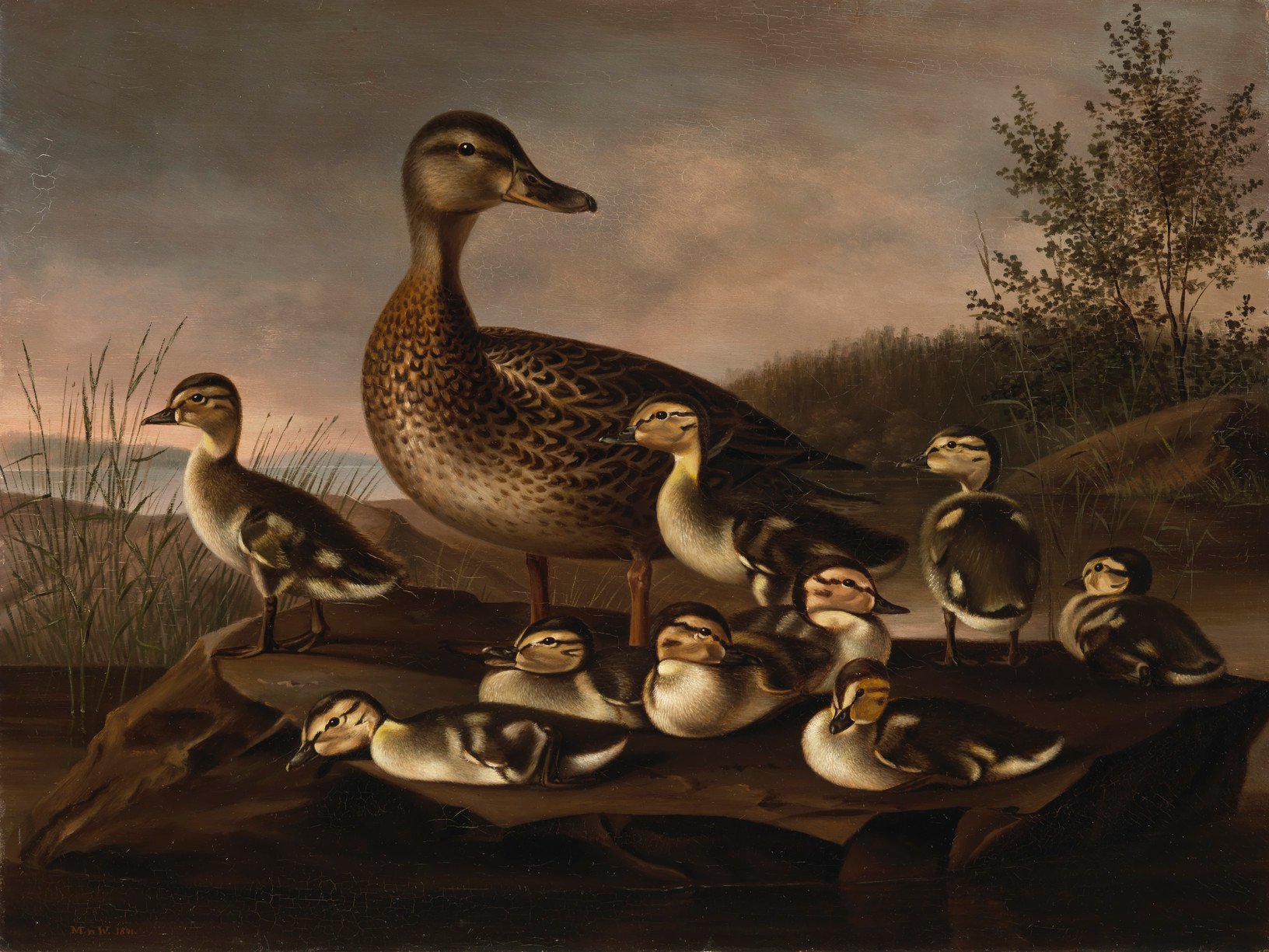 Magnus von Wright, Mallard Ducklings
