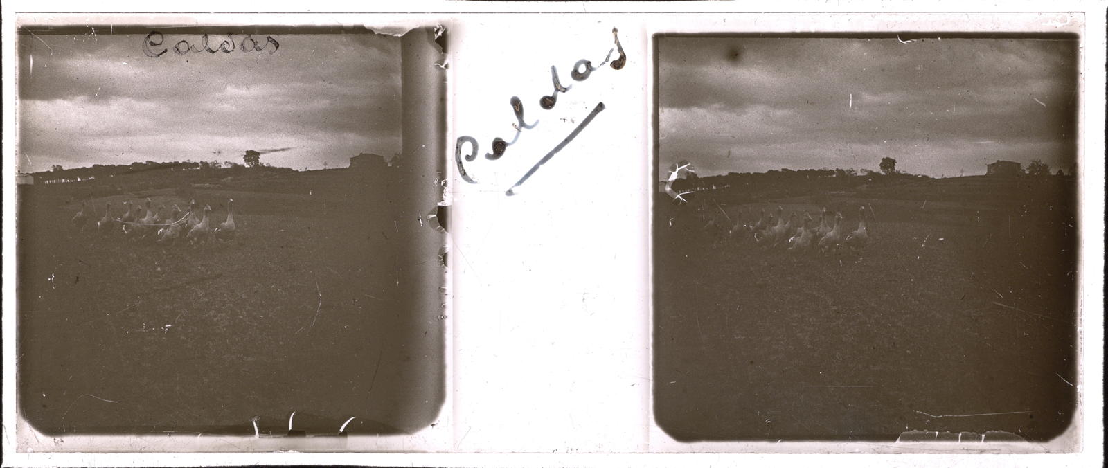 Desconegut, [The Farm]