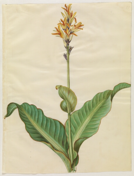 Hans Simon Holtzbecker, Canna indica (spiselig kanna)