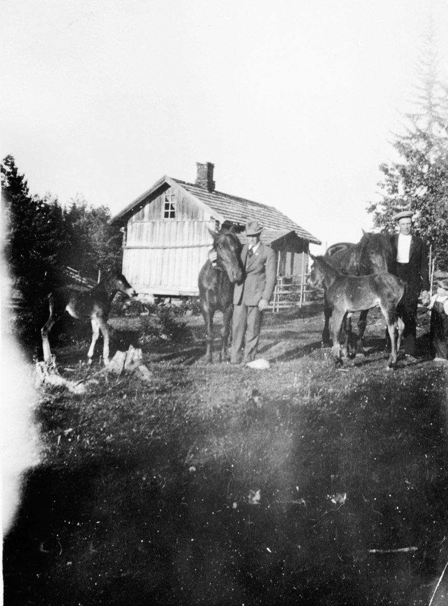 Anno Domkirkeodden, Husmannsplassen Moss, Helgøya. Hester med føll. Fra venstre er Birger Larsen, Paul Røste, Tor Stai. Den vesle jenta er Aud Stai.