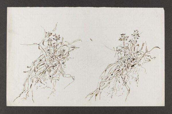 Potter, Beatrix, drawing