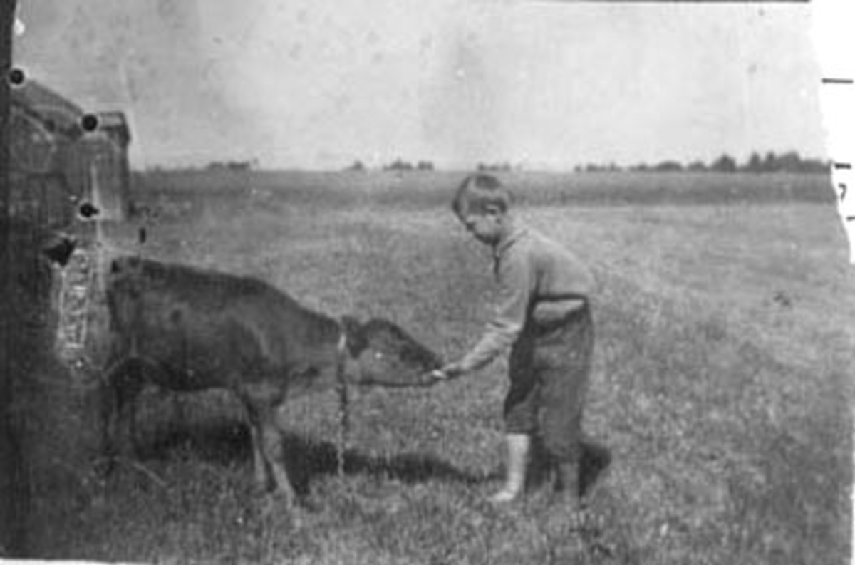 Anno Domkirkeodden, PORTRETT: GUTT MED KALV, OLAF SMESTAD, GÅRDSPLASSEN, SMESTAD,