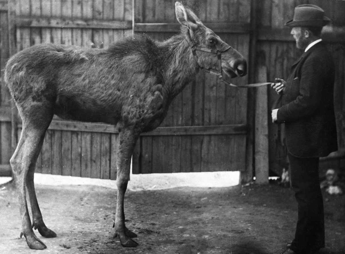Anders Beer Wilse, Prot: Forseth, hest