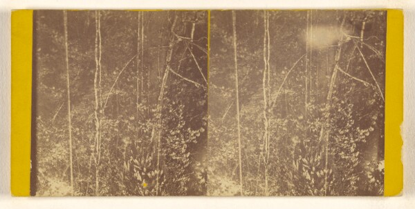 Timothy H. O'Sullivan, [Parisite Vines on the Sueubli River. Darien Expedition.]