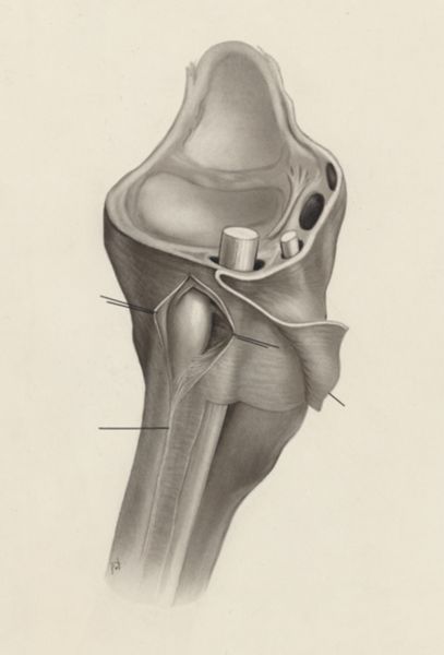 J Tinkelenberg, Musculoskeletal system of the wrist