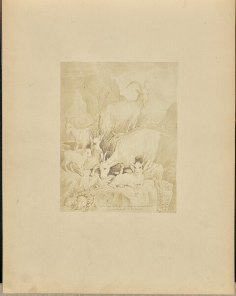 Unknown, Goats