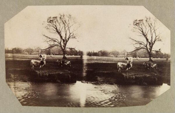 Clementina, Lady Hawarden, Photograph