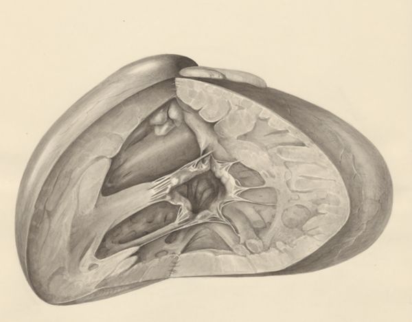 H.G Wetselaar, Heart