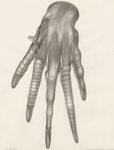 H.G Wetselaar, Muscular tissue of a lizards upper extremities