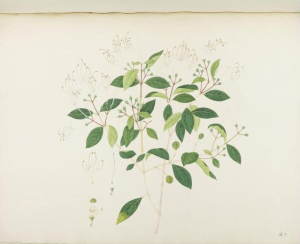 unknown, Flowers and Fruits