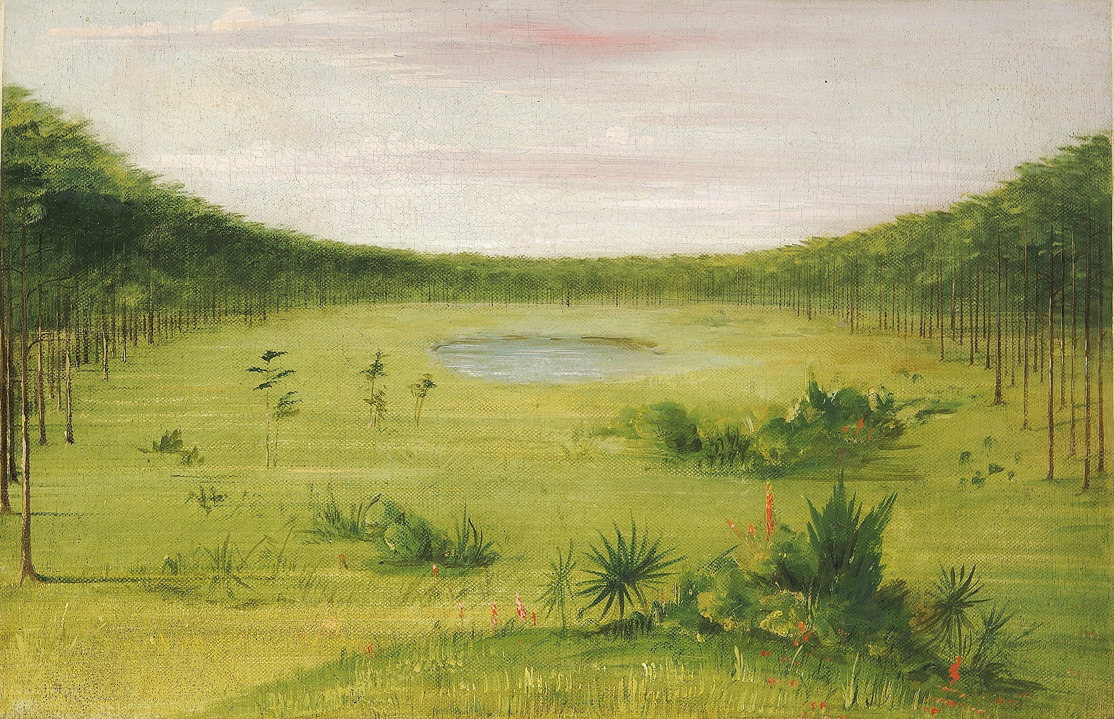 George Catlin, Beautiful Savannah in the Pine Woods of Florida