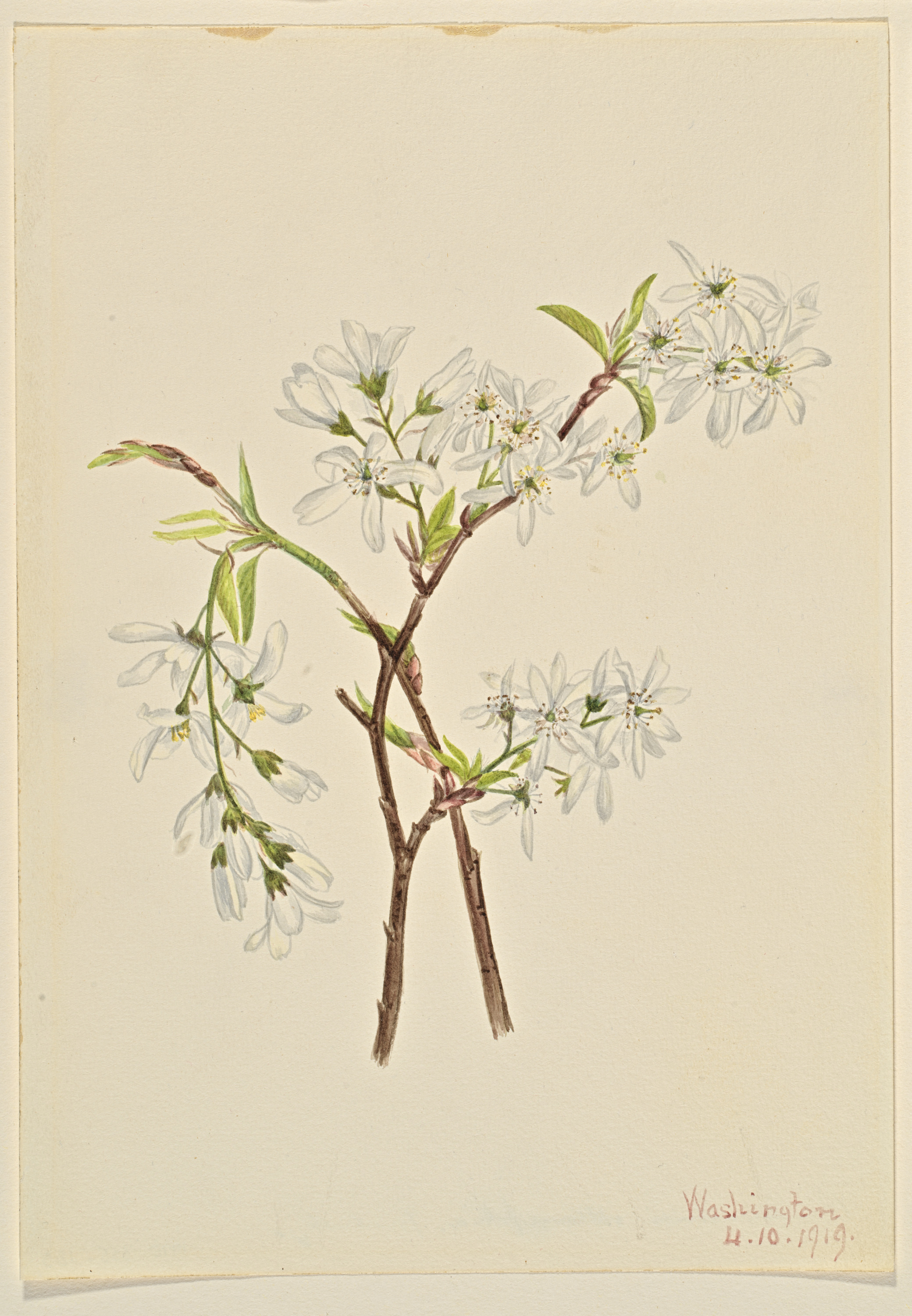 Mary Vaux Walcott, Shadbush (Amelianchier oblongifolia)