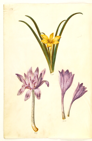 Hans Simon Holtzbecker, Sternbergia lutea (almindelig sternbergia); Colchicum autumnale (høst-tidløs); Colchicum variegatum (plettet tidløs)