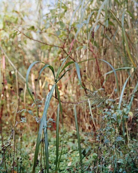 Janelle Lynch, October Light