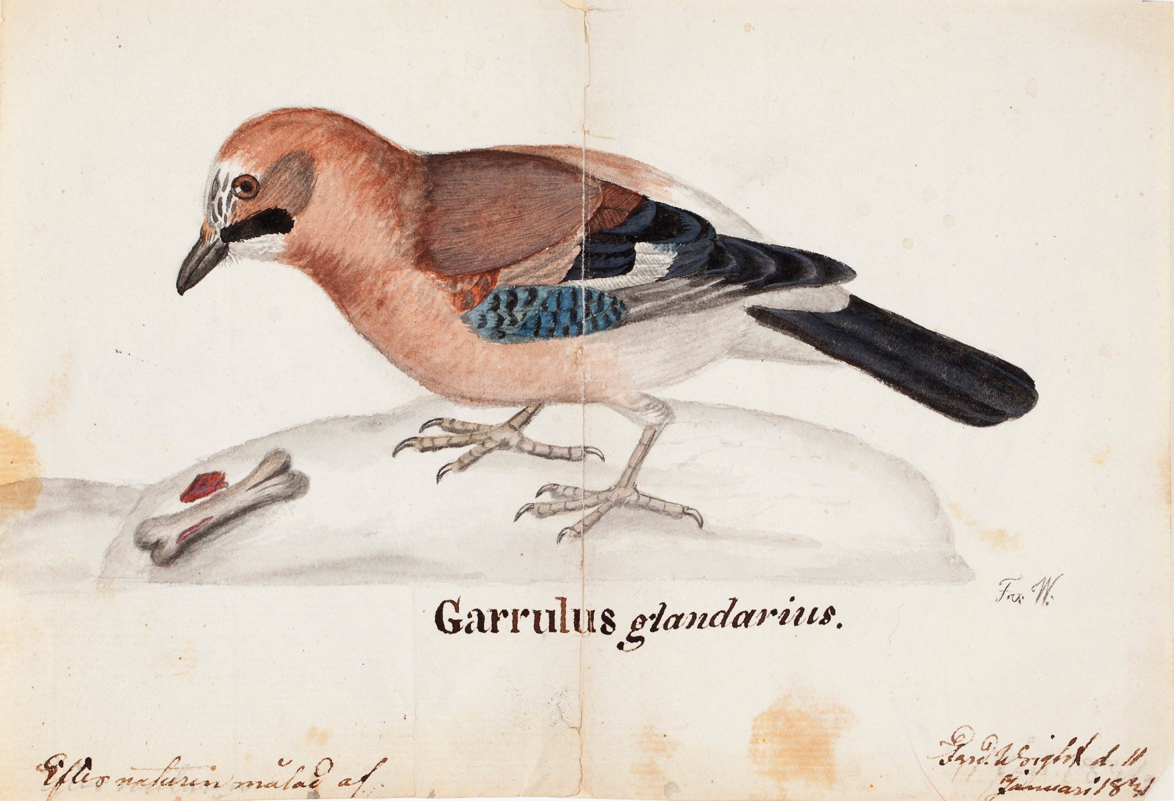 Ferdinand von Wright, Eurasian Jay