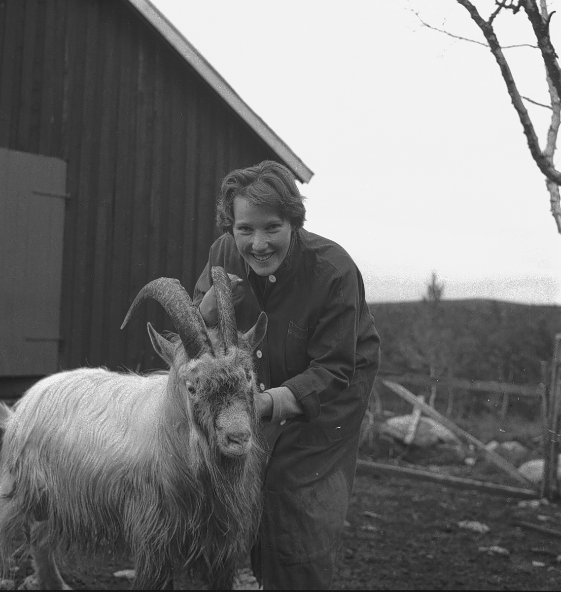 Per Magne Grue, Skalleråsen geitseter i Os, bukken og budeia.