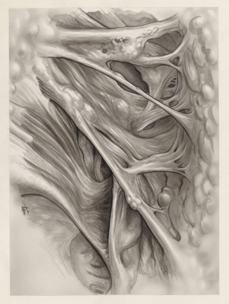 J Tinkelenberg, Muscular tissue of the hand or fingers