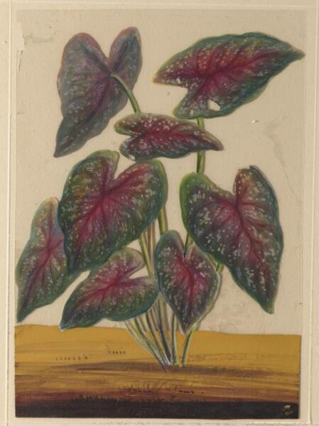 Unknown, One of eighteen drawings of flowers.