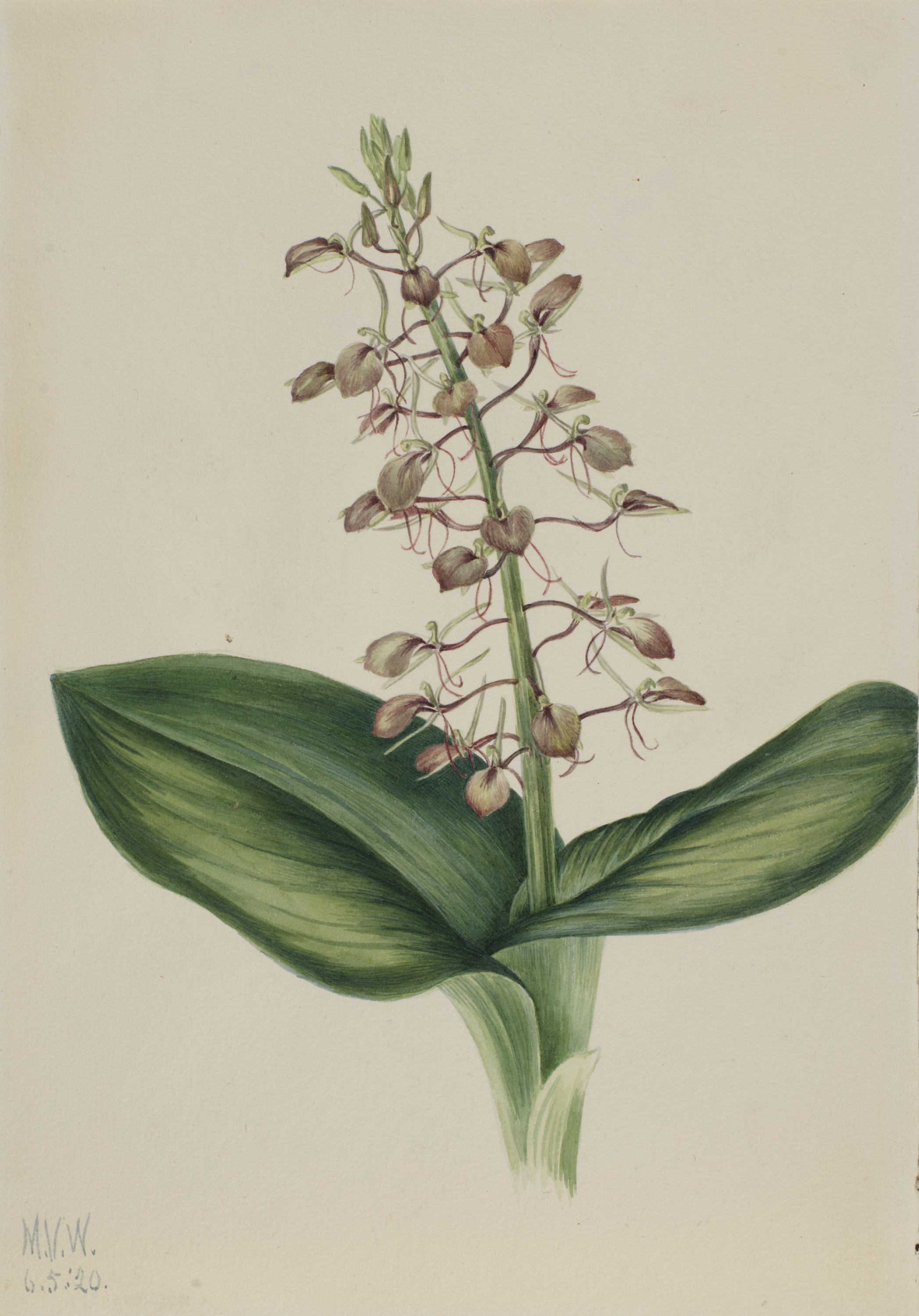 Mary Vaux Walcott, Lily Twayblade (Liparis liliifolia)