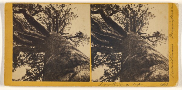 Carleton Watkins, [Looking Up]