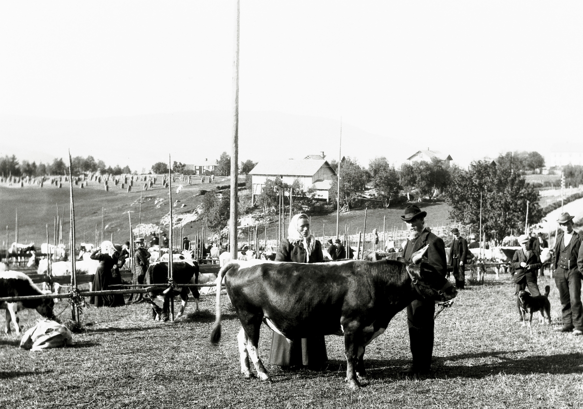 Anders Beer Wilse, Prot: Genere - Fra Dyrskue den bedste Stut 22. Sep. 1903