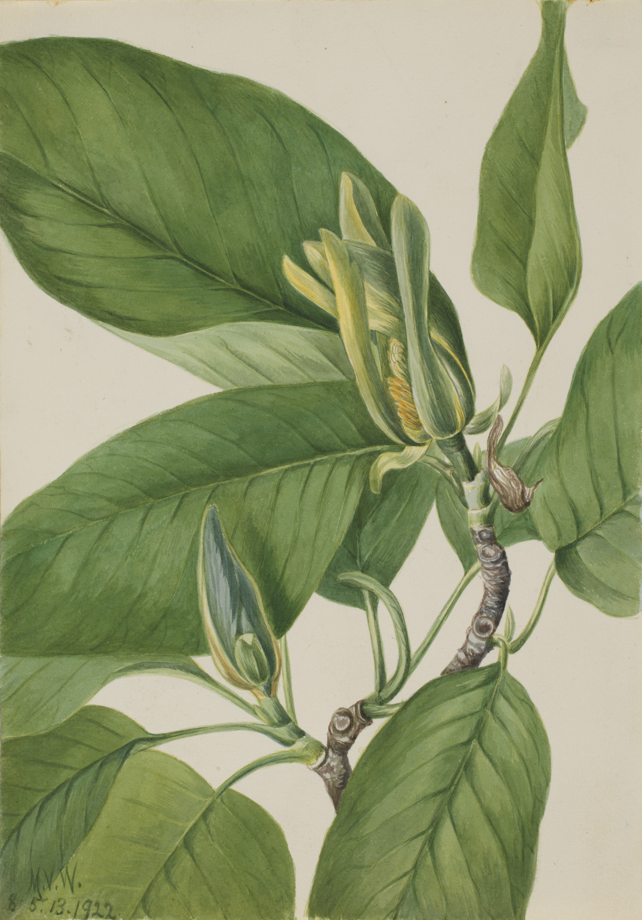 Mary Vaux Walcott, Cucumbertree (Magnolia acuminata)