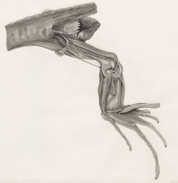 H.G Wetselaar, Muscular tissue of a lizards leg