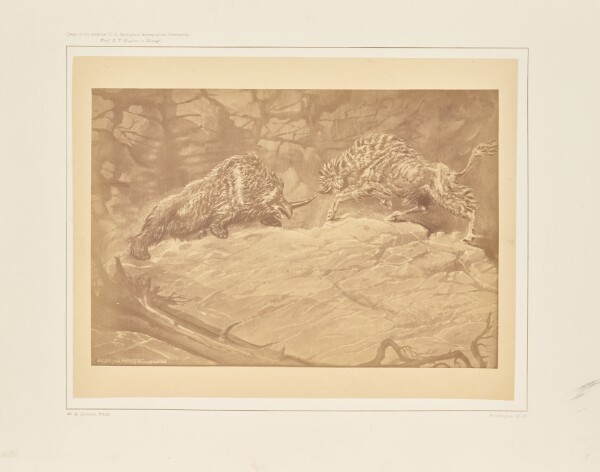 William Henry Jackson, Battle of the Rhinocerus of the Urus
