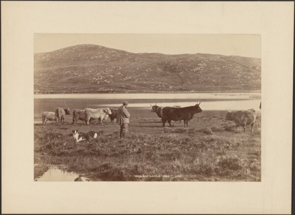 George Washington Wilson, Highland Cattle