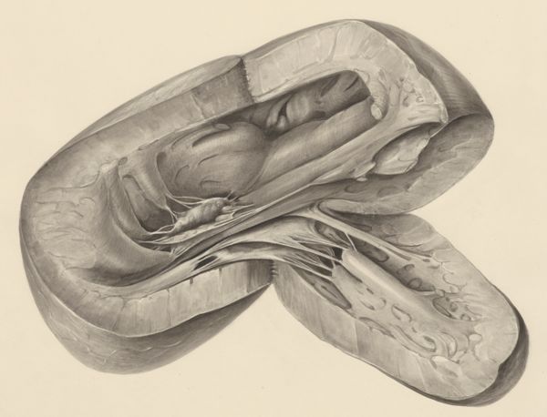 H.G Wetselaar, Heart